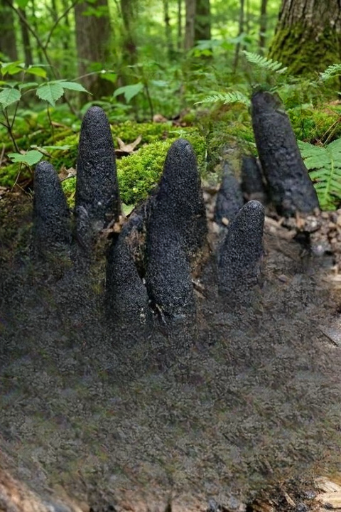 Strange Dark Shapes Appearing in Mulch? Understanding the Natural Cause Behind These Unusual Growths