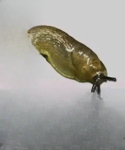 Did You Know That When a Slug Visits Your House It Means More Than You Think?