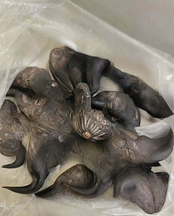 My Neighbor Handed Me a Bag of These — What Are They and How Should I Use Them?