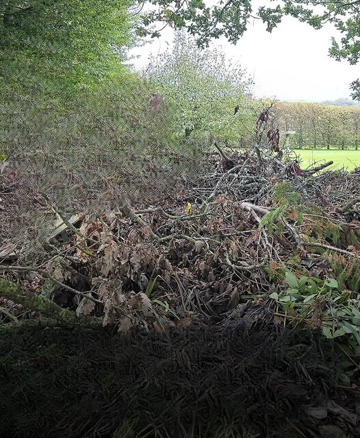 Can You Spot the Hidden Dog? The Viral Optical Illusion That’s Stumping the Internet