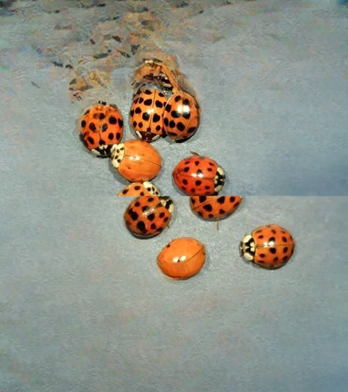 What It Means If You See a Yellow Ladybug: Symbolism, Science, and Natural Significance