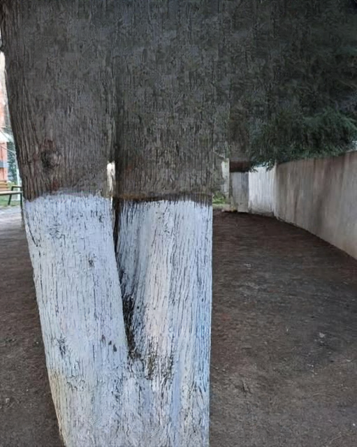 Why Are Some Trees Painted White? The Science, History, and Practical Benefits Behind This Common Practice