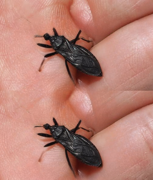 What To Do If You’re Bitten by an Assassin Bug: A Complete Guide to Staying Safe, Recognizing Symptoms, and Preventing Complications