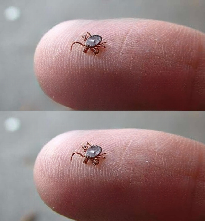 What to Do If You Find a Lone Star Tick: A Clear, Practical Guide to Safe Removal, Health Monitoring, and Prevention