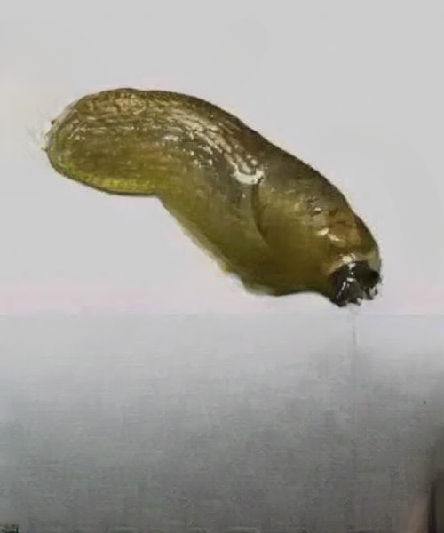 Did You Know That When a Slug Visits Your Home, It May Signal More About Your Environment Than You Realize?