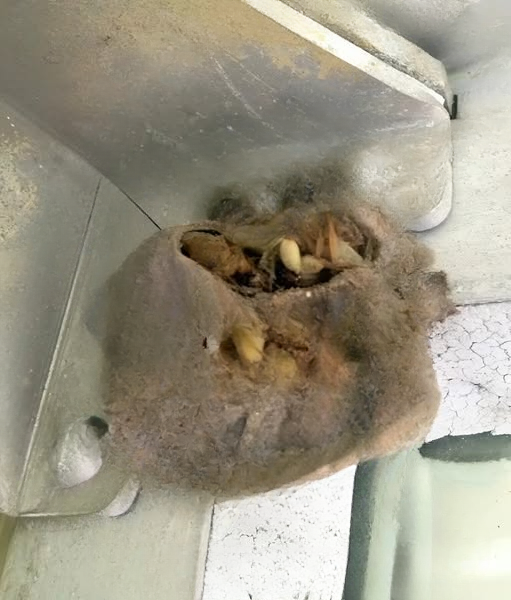 The Day I Stepped Into the Garage and Discovered a Hidden World I Had Been Ignoring for Years