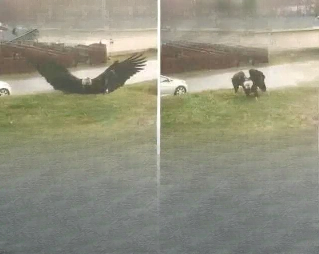 Unusual Bird Sighting in South Texas Draws Interest from Scientists and Wildlife Observers