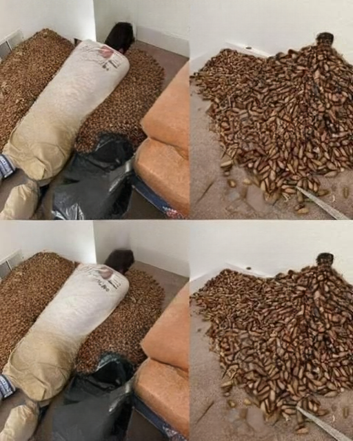 A Strange Smell in His Home Led to an Unexpected Discovery Behind the Wall