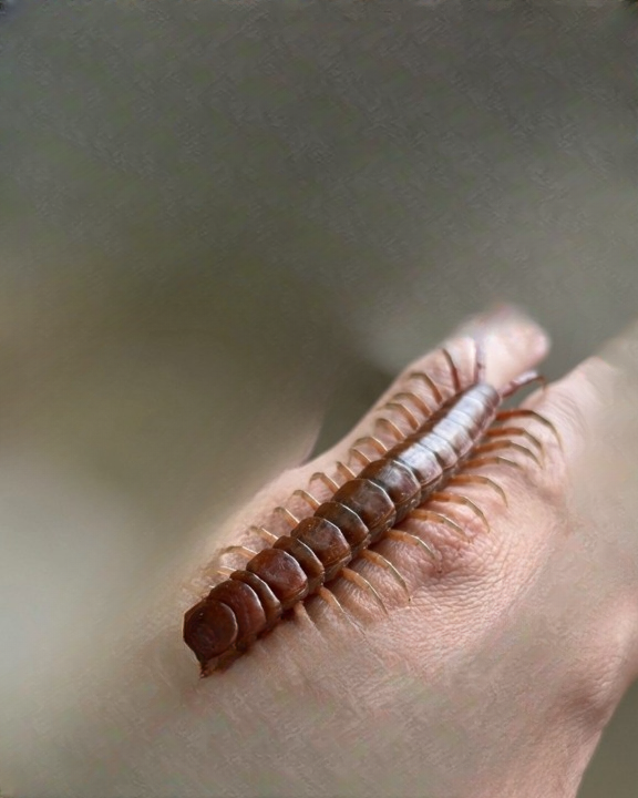 The Surprising Benefits of House Centipedes: Why You Should Think Twice Before Squishing Them