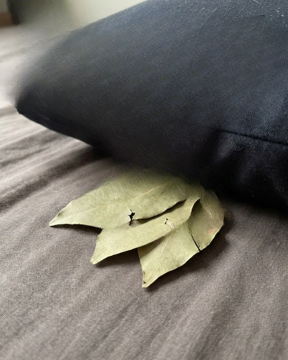 Why Do Some People Put Bay Leaves Under Their Pillow? Exploring the History, Meaning, and Modern Interpretations of This Old Tradition