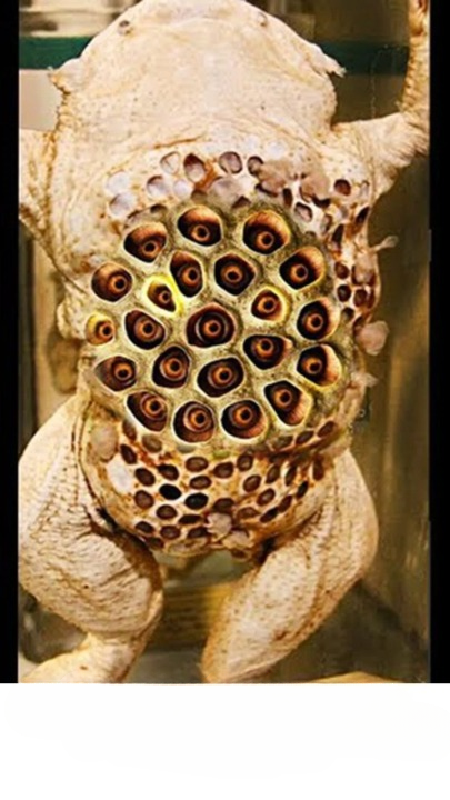 The Astonishing Life Cycle of the Surinam Toad: Nature’s Most Unsettling Nursery