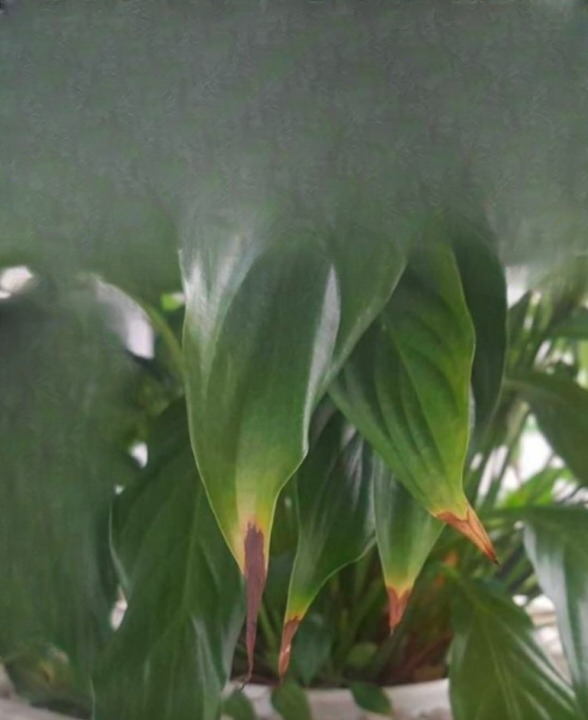How to Prevent Houseplant Leaves from Turning Brown Around the Edges
