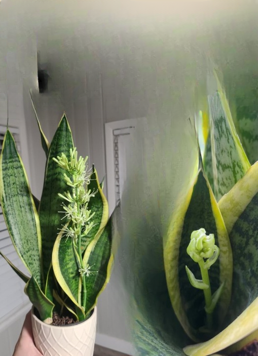 How to Encourage a Snake Plant to Produce Flowers: A Complete Care Guide