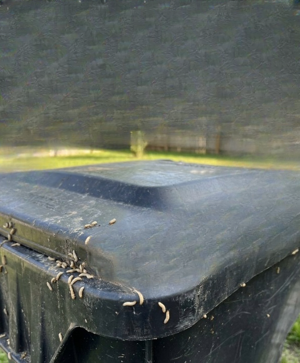 How to Prevent and Eliminate Maggots in Your Trash Bin: A Complete Guide