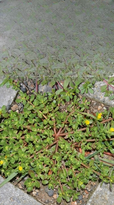 8 Reasons You Might Want to Leave Purslane Growing in Your Garden