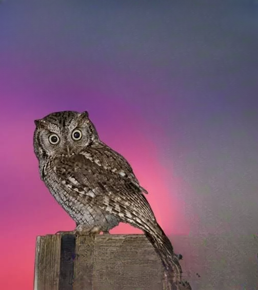Owls in the Night: Fascinating Facts and the Meaning Behind Their Quiet Presence