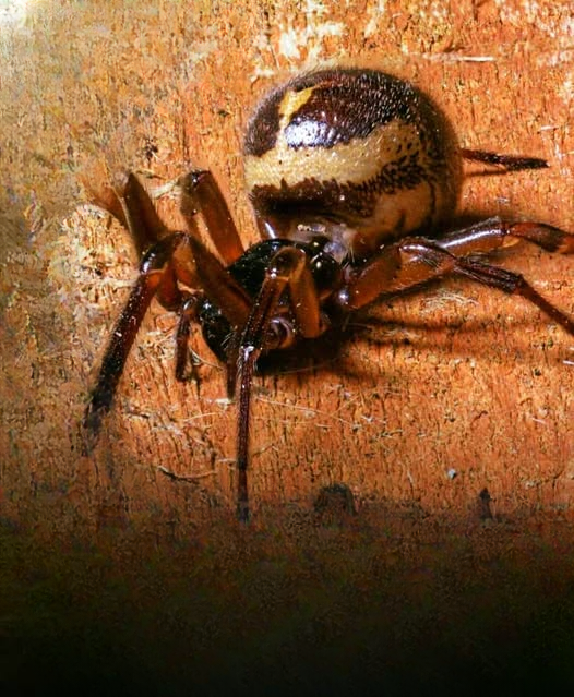 False Widow Spiders in the United Kingdom: A Complete Guide to Seasonal Activity, Safety, and Practical Home Management