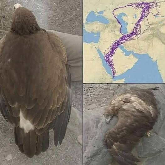 The Moving Story of a Migratory Bird’s Journey—and the Lessons It Leaves Behind