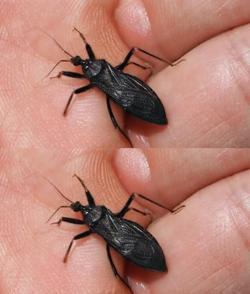 Understanding “Kissing Bugs”: Identification, Health Risks, and Practical Steps to Take After a Bite