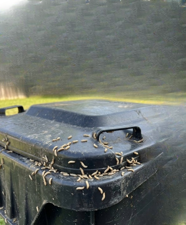 How to Prevent and Eliminate Maggots in Your Trash Bin: A Complete, Safe, and Practical Guide