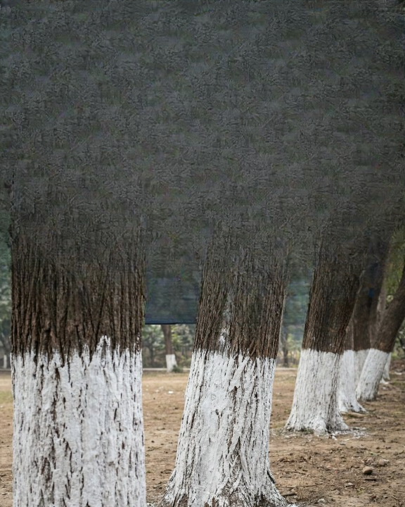 Why Tree Trunks Are Painted White: The Real Reason Behind This Common Practice