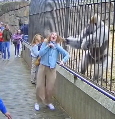 She Leaned Closer for a Better Look… and the Gorilla Reacted First: A Viral Zoo Encounter Sparks Questions