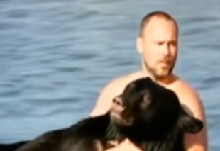 Heroic Biologist Rescues 400-Pound Black Bear from Drowning in Florida