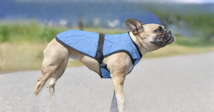Why Some Dogs Wear Blue Vests, Bandanas, or Leashes: What It Can Mean and How to Respond Thoughtfully