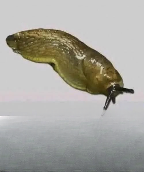 Did You Know That When a Slug Visits Your Home It Means More Than You Think?