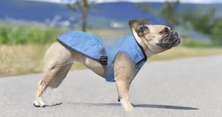 Why Do Some Dogs Wear Blue Vests, Bandanas, or Leashes? The Complete Guide to What the Color Blue Really Means in Public Spaces