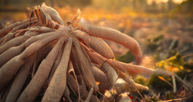 10 Surprisingly Risky Foods Around the World and Why People Still Eat Them Safely