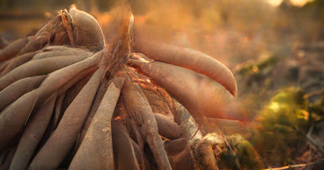 World’s “Deadliest Food” Kills 200 People Each Year — Yet Millions Continue to Eat It Safely: Understanding the Science Behind Naturally Toxic Foods
