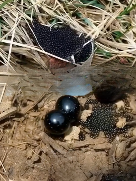 Found Tiny Eggs in Your Yard? Here’s What They Could Mean for Your Health and Home