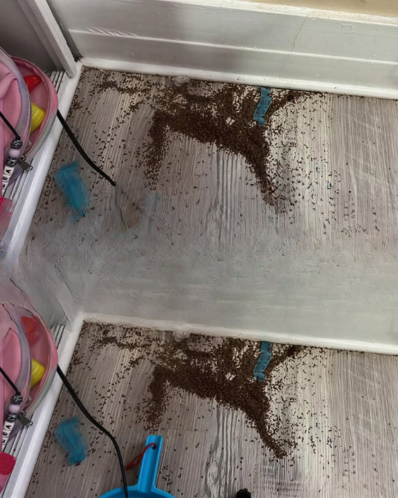 A Curious Discovery in a Child’s Room: How One Parent’s Question Sparked a Viral Online Conversation