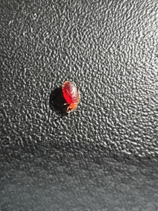 Unusual Findings in Your Car: Understanding Small Desert Arthropods and How to Prevent Them