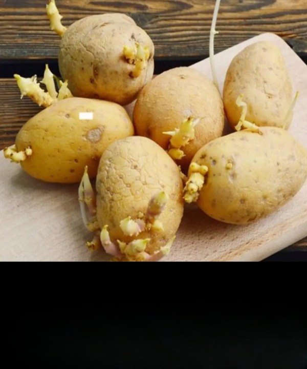 Practical Uses of Sprouted Potatoes: Smart Household Tips Before You Throw Them Away