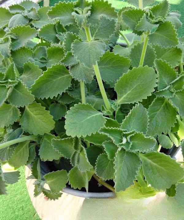 Oregano in Daily Nutrition: Potential Benefits, Uses, and What You Should Know
