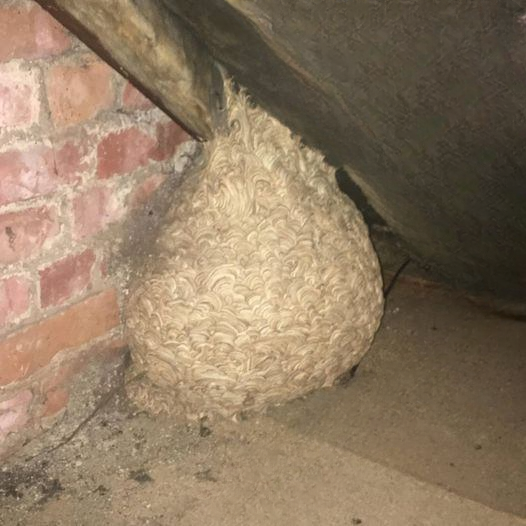 He Thought It Was Just a Hornets’ Nest—What He Discovered in His Attic Left Him Completely Speechless