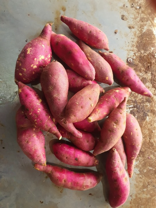 Sweet Potatoes: A Healthy Food — But Not for Everyone (Important Nutritional Guide)