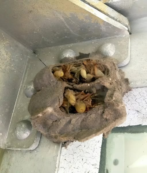 A Chilling Encounter in the Garage: The Hidden World of Nature