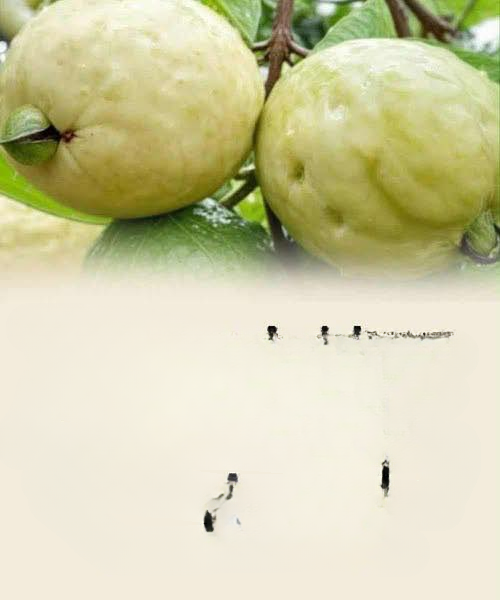 Guava: A Naturally Sweet Fruit That Supports Balanced Blood Sugar and Everyday Wellness