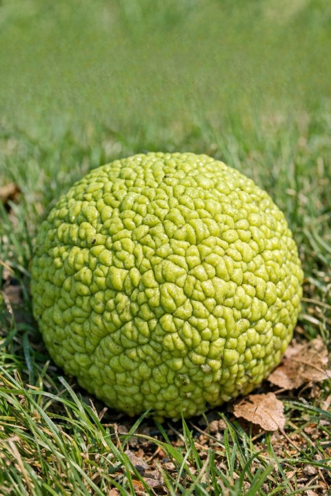 You Found a Strange Green “Brain-Like” Ball? Here’s What It Really Is