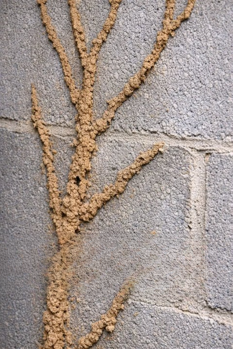 Understanding the Strange Dirt-Like Veins on Basement Walls: Causes, Risks, and What to Do Next