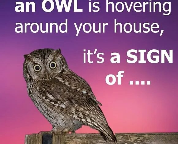 Interesting Facts About Owls and What Their Nighttime Presence Really Means in Nature
