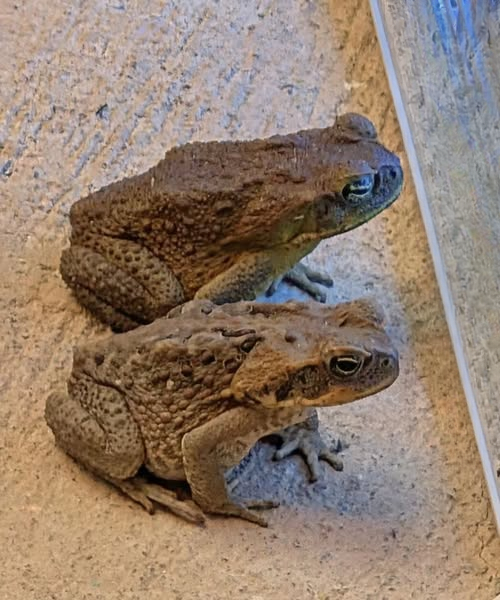 Why You Might Find a Toad in Your Home or Garden—and What It Could Really Mean