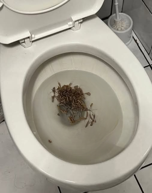 Mosquito Larvae Explained: A Complete Guide to Identifying, Preventing, and Protecting Your Home From Hidden Breeding Grounds