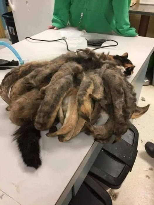 A Remarkable Little Survivor: The Inspiring Story of a Cat With Multiple Tails and the Power of Compassion