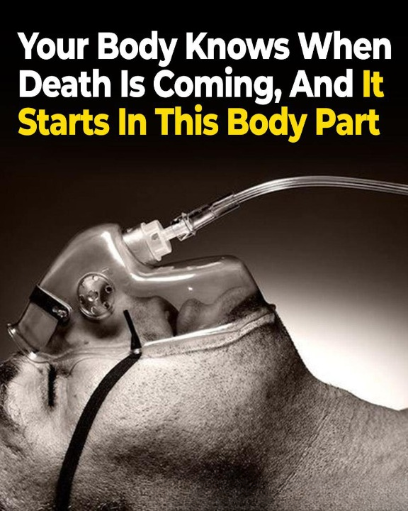 How the Body Signals the End of Life: The Surprising Role of the Sense of Smell