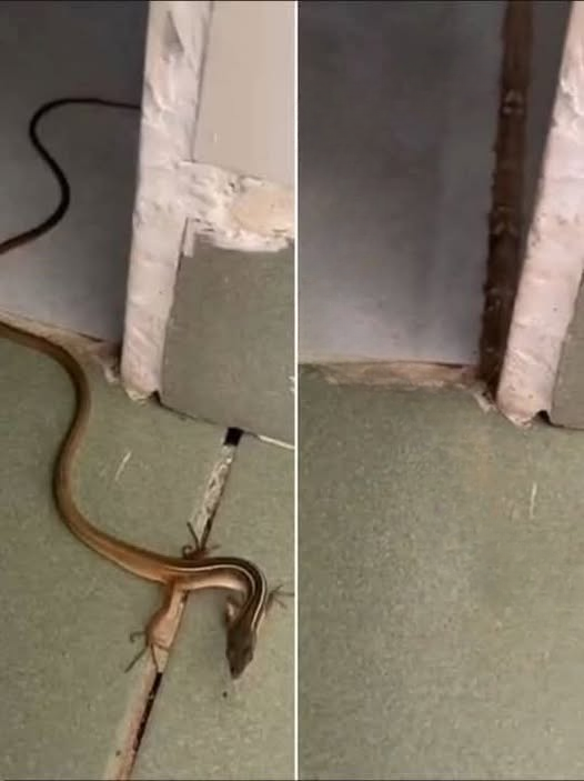 When a Snake Enters Your Home: What It Could Mean and How to Respond Safely