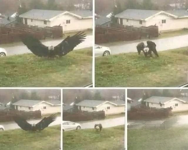 Unusual Large Bird Spotted in South Texas Sparks Scientific Curiosity and Community Fascination